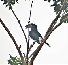 Bycanistes bucinator