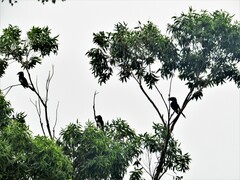 Bycanistes bucinator