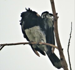 Bycanistes bucinator