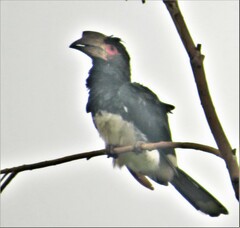 Bycanistes bucinator