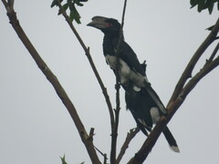 Bycanistes bucinator