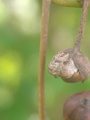 Gastromicans
