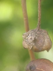 Gastromicans