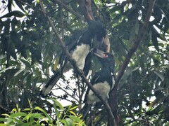 Bycanistes bucinator