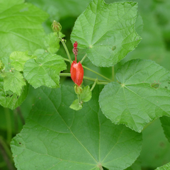 Malvaviscus arboreus drummondii