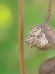 Gastromicans