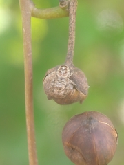Gastromicans