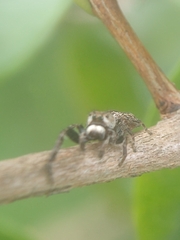 Gastromicans