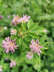 Trifolium resupinatum