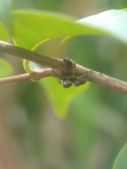 Gastromicans