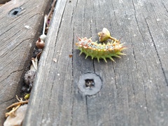 Doratifera quadriguttata