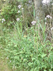 Valeriana officinalis