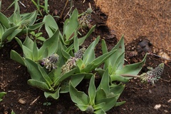 Ledebouria asperifolia