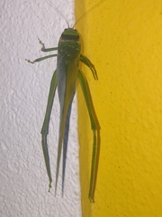 Stilpnochlora