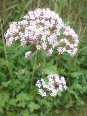 Valeriana officinalis