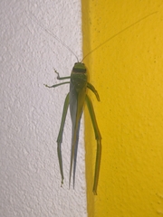 Stilpnochlora