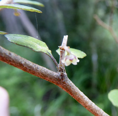 Melicytus micranthus