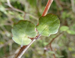Melicytus micranthus