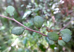 Streblus heterophyllus