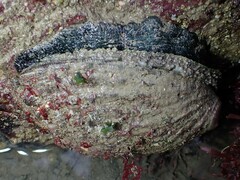 Haliotis tuberculata