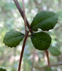 Streblus heterophyllus