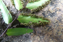 Lygodium reticulatum