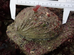 Haliotis tuberculata