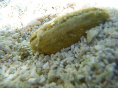 Pinnidae