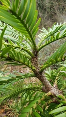 Wollemia nobilis