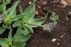 Ledebouria asperifolia