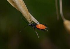 Atanycolus cappaerti