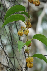 Smilax neocaledonica