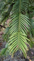 Wollemia nobilis