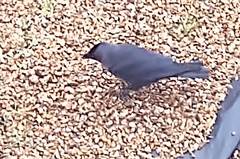 Corvus monedula spermologus