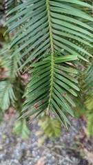 Wollemia nobilis