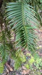 Wollemia nobilis
