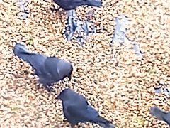 Corvus monedula spermologus