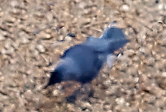 Corvus monedula spermologus