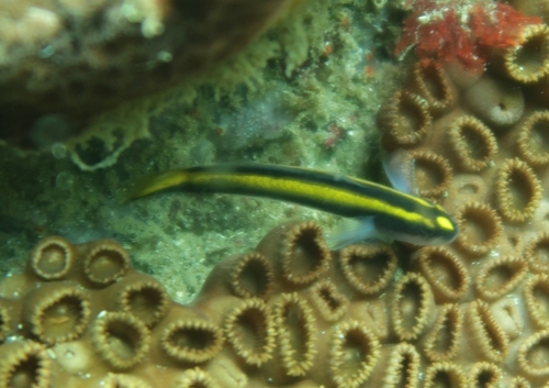 Barber goby (Elacatinus figaro) — Gobiidae — 3