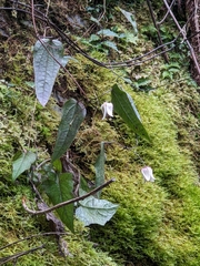 Clematis henryi