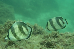 Chaetodon striatus