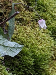 Clematis henryi