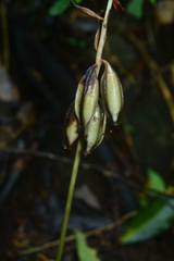 Eulophia zollingeri