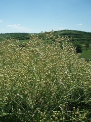Crambe tataria
