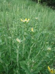 Chamaecytisus austriacus