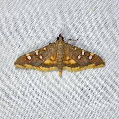 Prophantis