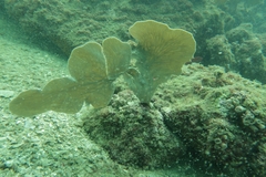 Phyllogorgia dilatata