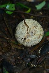 Phallus impudicus