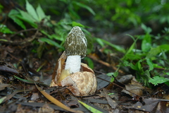 Phallus impudicus