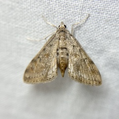Parapoynx crisonalis